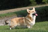 CORGI PEMBROKE 303